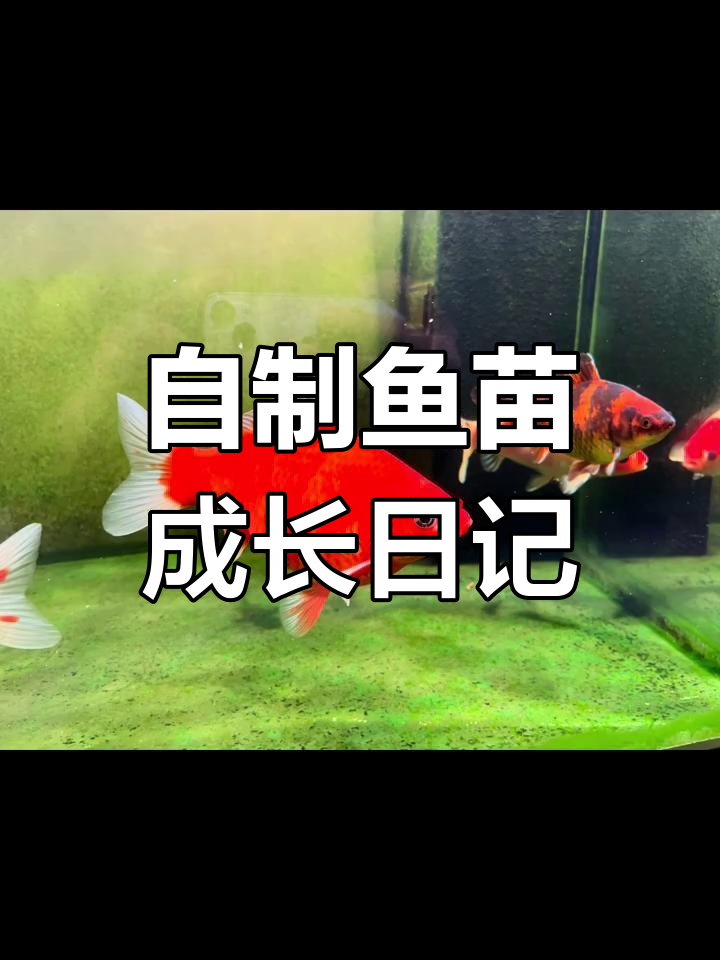 草金鱼苗自然繁殖全过程