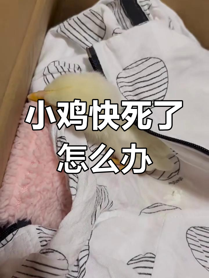 小鸡奄奄一息,如何急救让它重生?