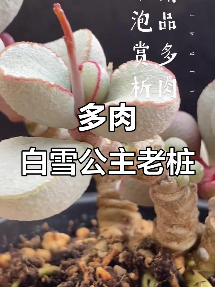 白雪公主老桩,带你走进多肉的世界