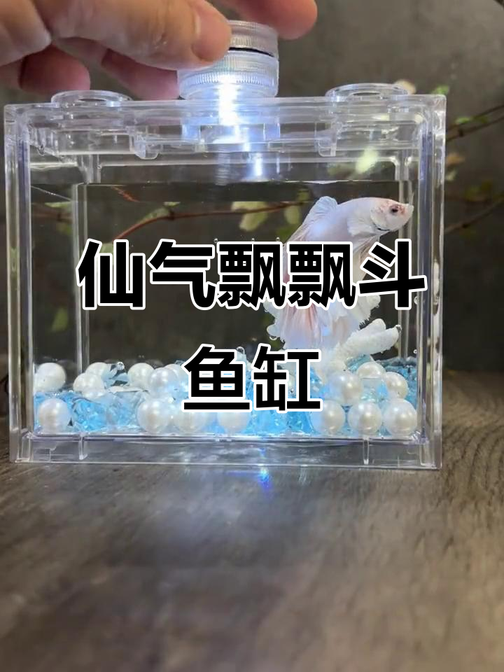 泰国斗鱼缸大变身,珍珠、碎钻与永生珊瑚的完美搭配