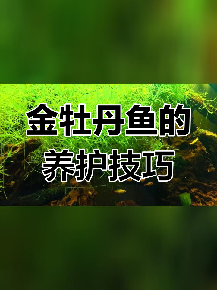 新年祝福与金牡丹鱼介绍