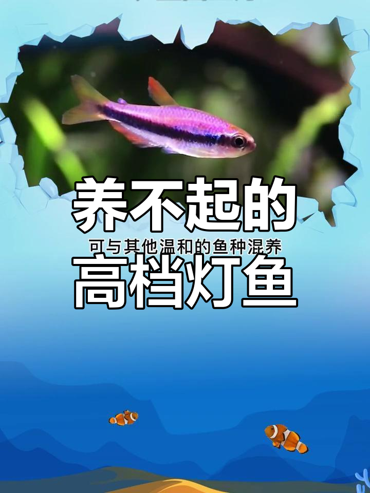 蓝国王灯与钻石灯鱼:养不起的美丽水族