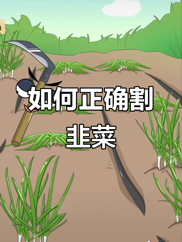 割韭菜也能这么讲究,原来有这么多技巧!