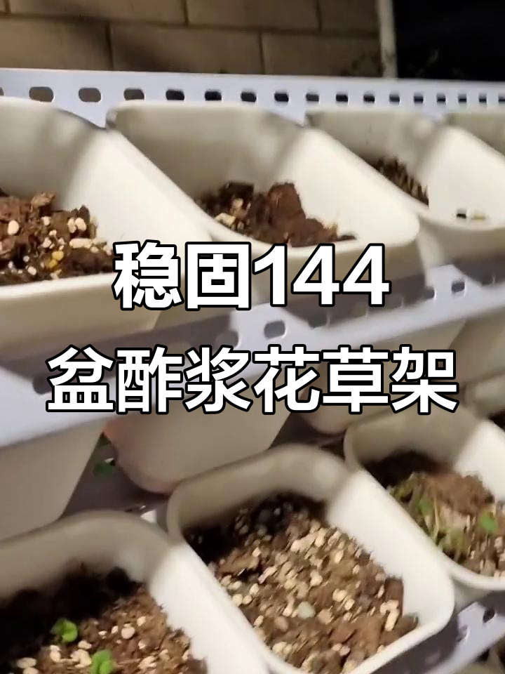 用角钢和三角片打造稳固144盆酢浆草花架，防雨设计超实用