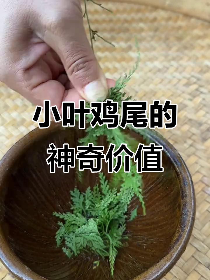 乌蕨:山野路边的宝藏,竟有这么多用途!