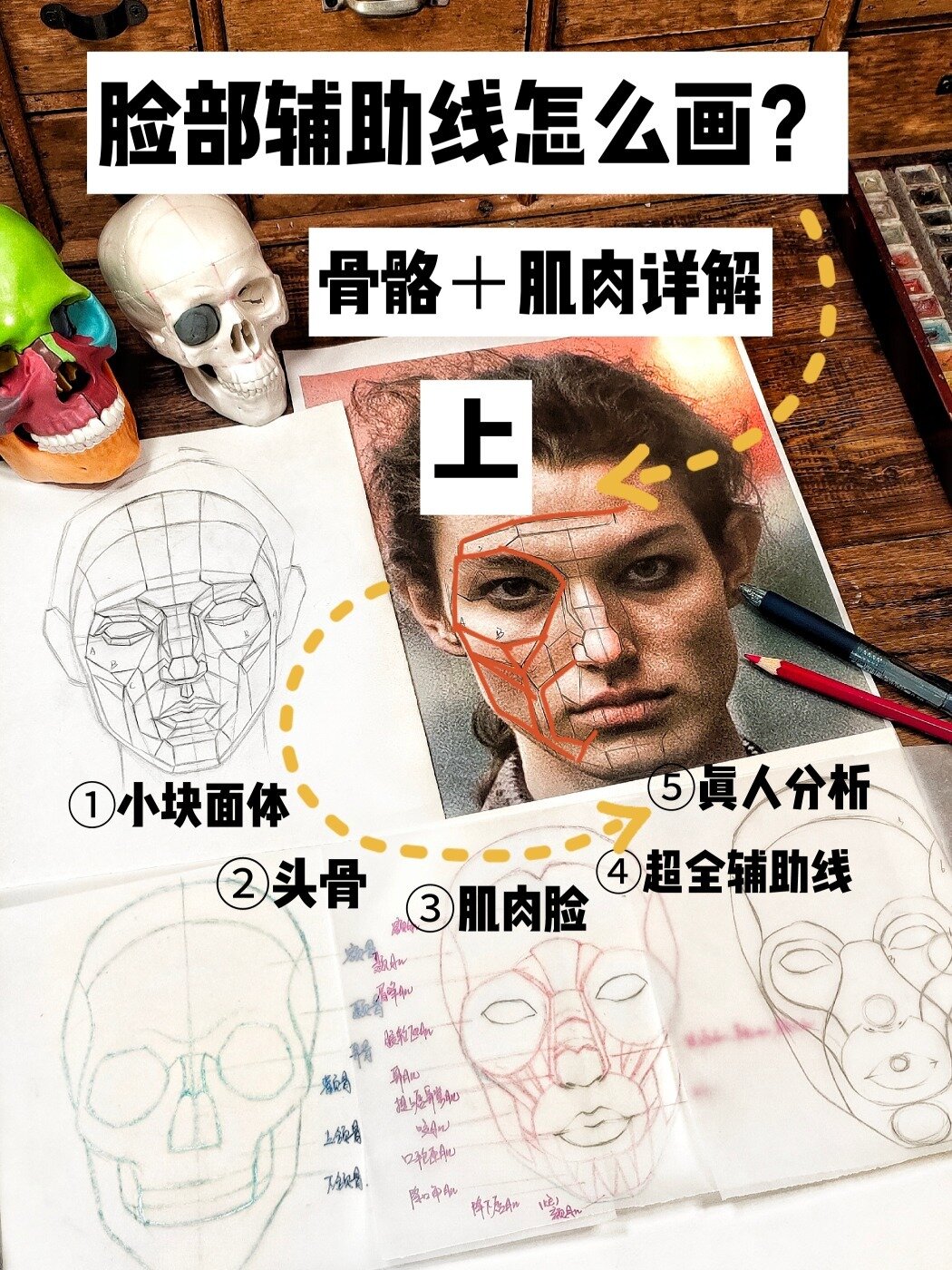 脸部辅助线怎么画骨骼块面+肌肉线讲解