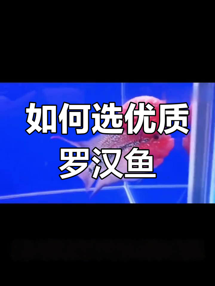 挑选罗汉鱼全攻略:珍珠系与金花系的优缺点对比
