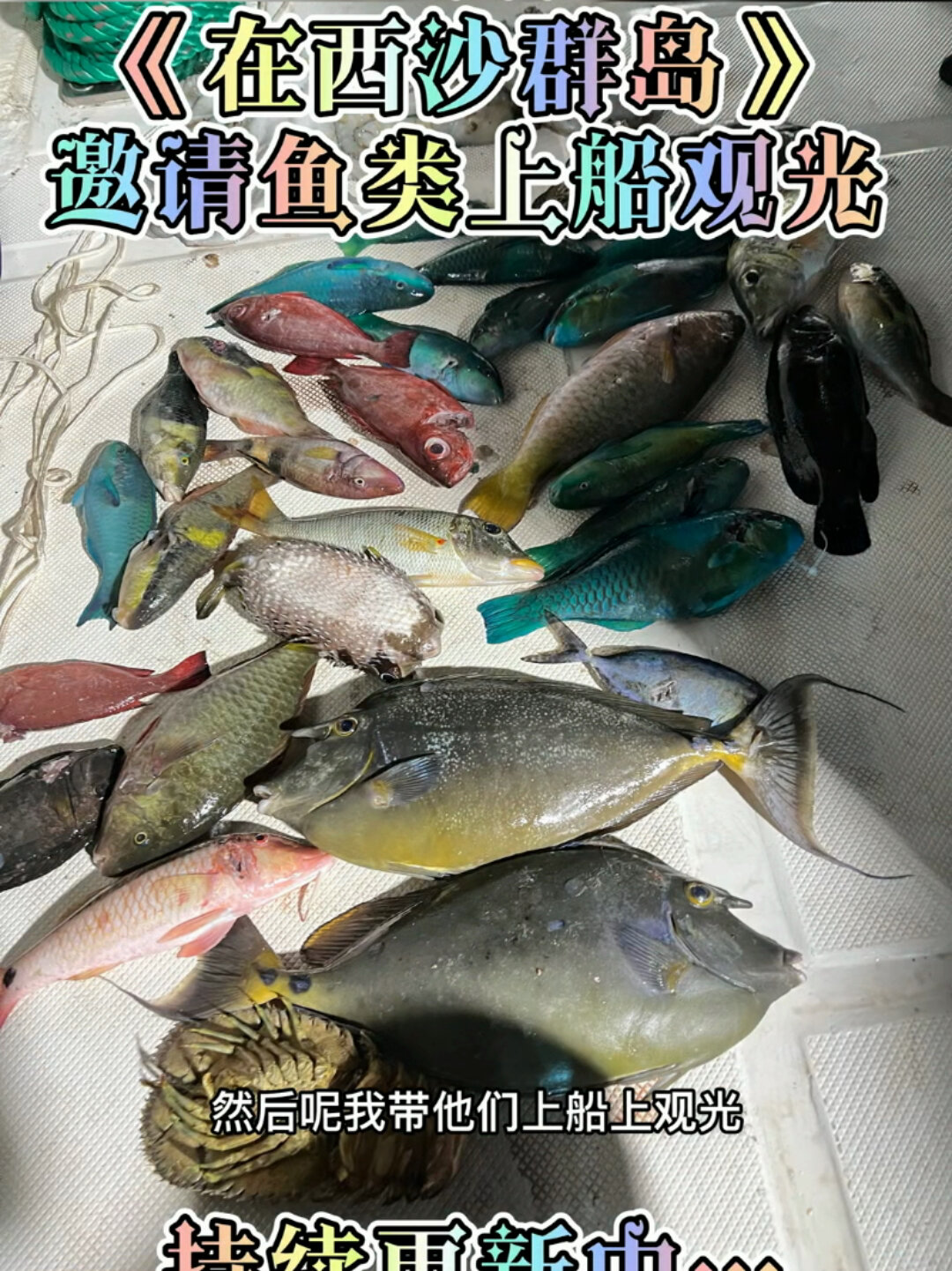 西沙群岛 一半海水一半鱼