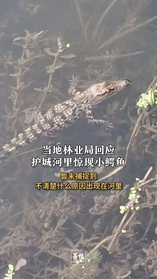 当地林业局回应河里惊现小鳄鱼:暂未捕捉到 不清楚什么原因出现在河里