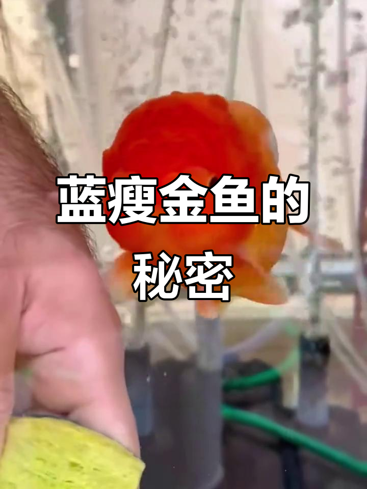 蓝瘦金鱼:呆萌可爱却难养的观赏鱼,头顶肉瘤超有趣