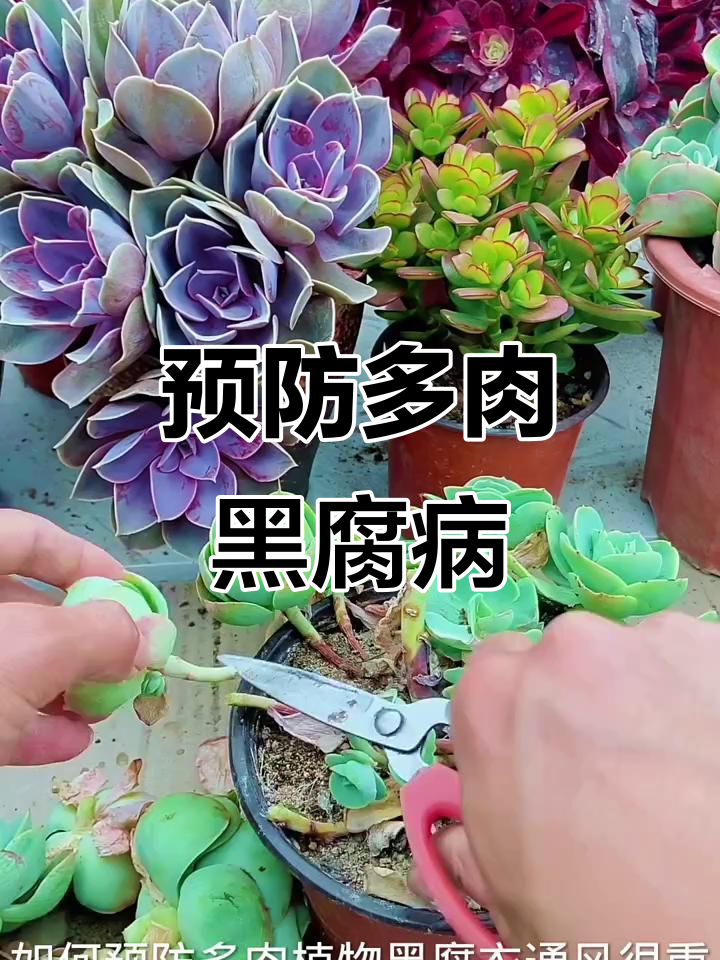 多肉黑腐病高发期,通风杀菌全攻略
