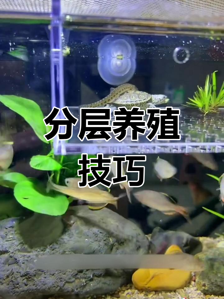 乌龟与鱼分层养,避免互扰,简单又实用