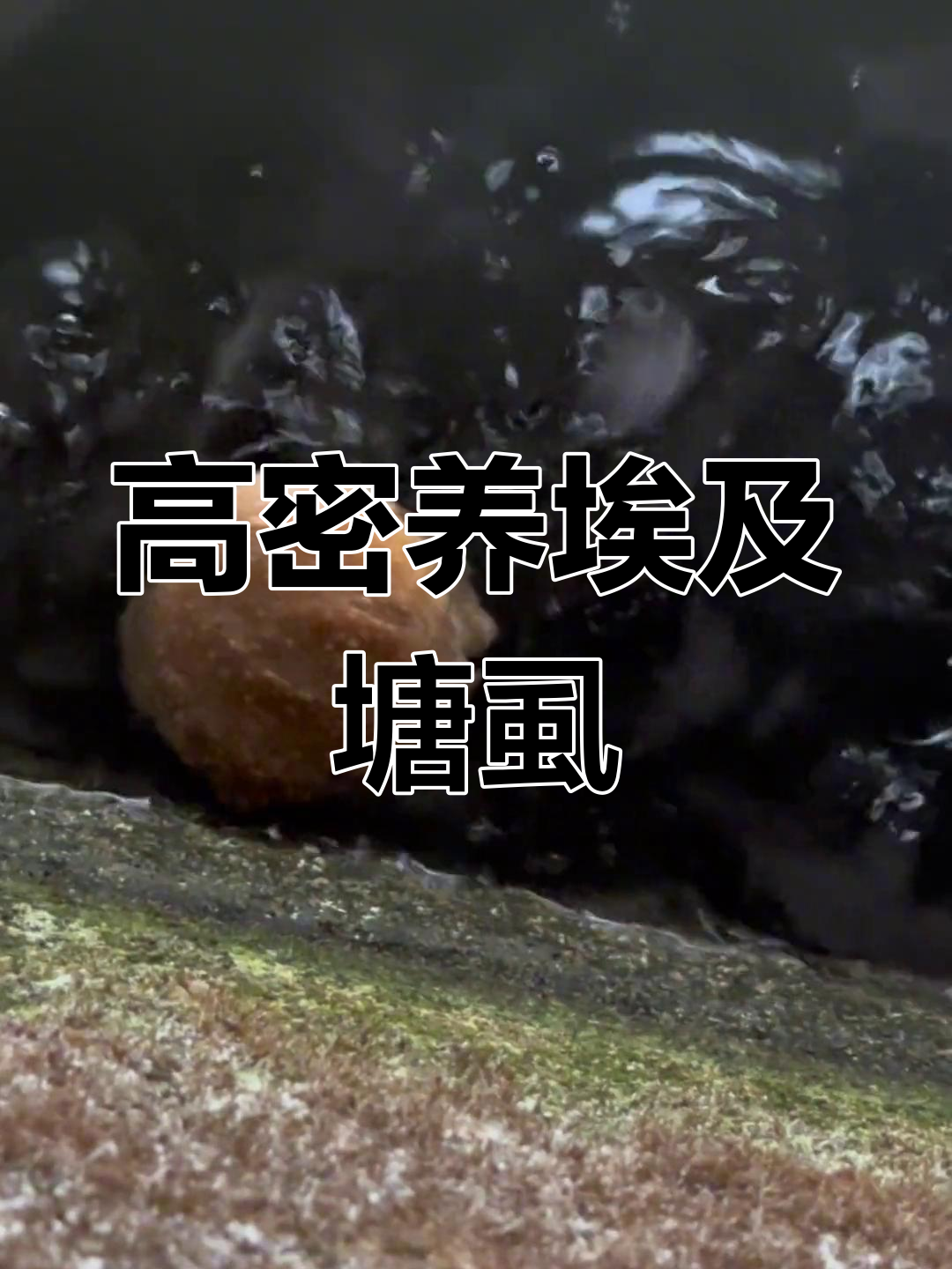 埃及塘鲺鱼高密度养殖,剩饭废料都能喂