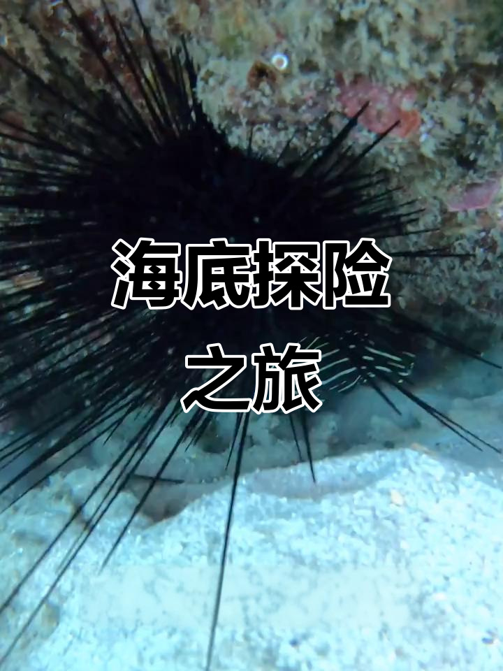 探索海底世界,遇见美人虾、狮子鱼和珊瑚虫