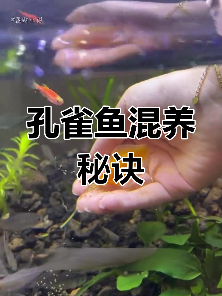 混养孔雀鱼,掌握水质、空间与食物平衡,鱼儿才能和谐共处