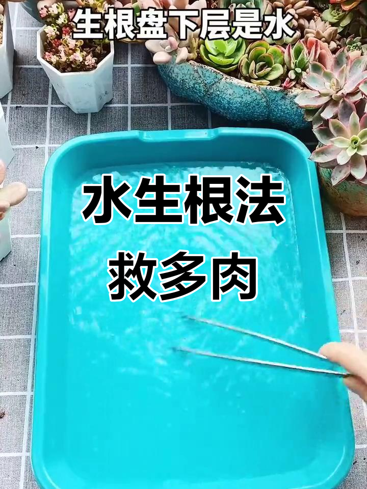 多肉土未到,如何避免干死?试试水生根法