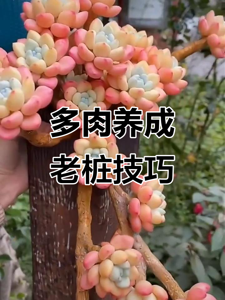 掌握三个要点，让多肉快速长成老桩