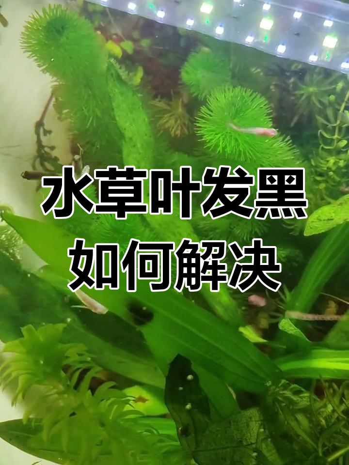 鱼缸水草叶片变黑怎么办?囊螺需不需要处理