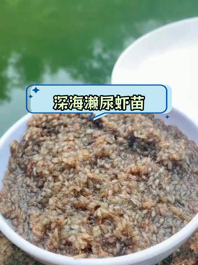珠海七海农业深海濑尿虾苗与皮皮虾养殖