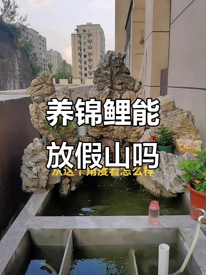 假山、蚝壳与锦鲤的完美搭配,打造阳台小鱼池