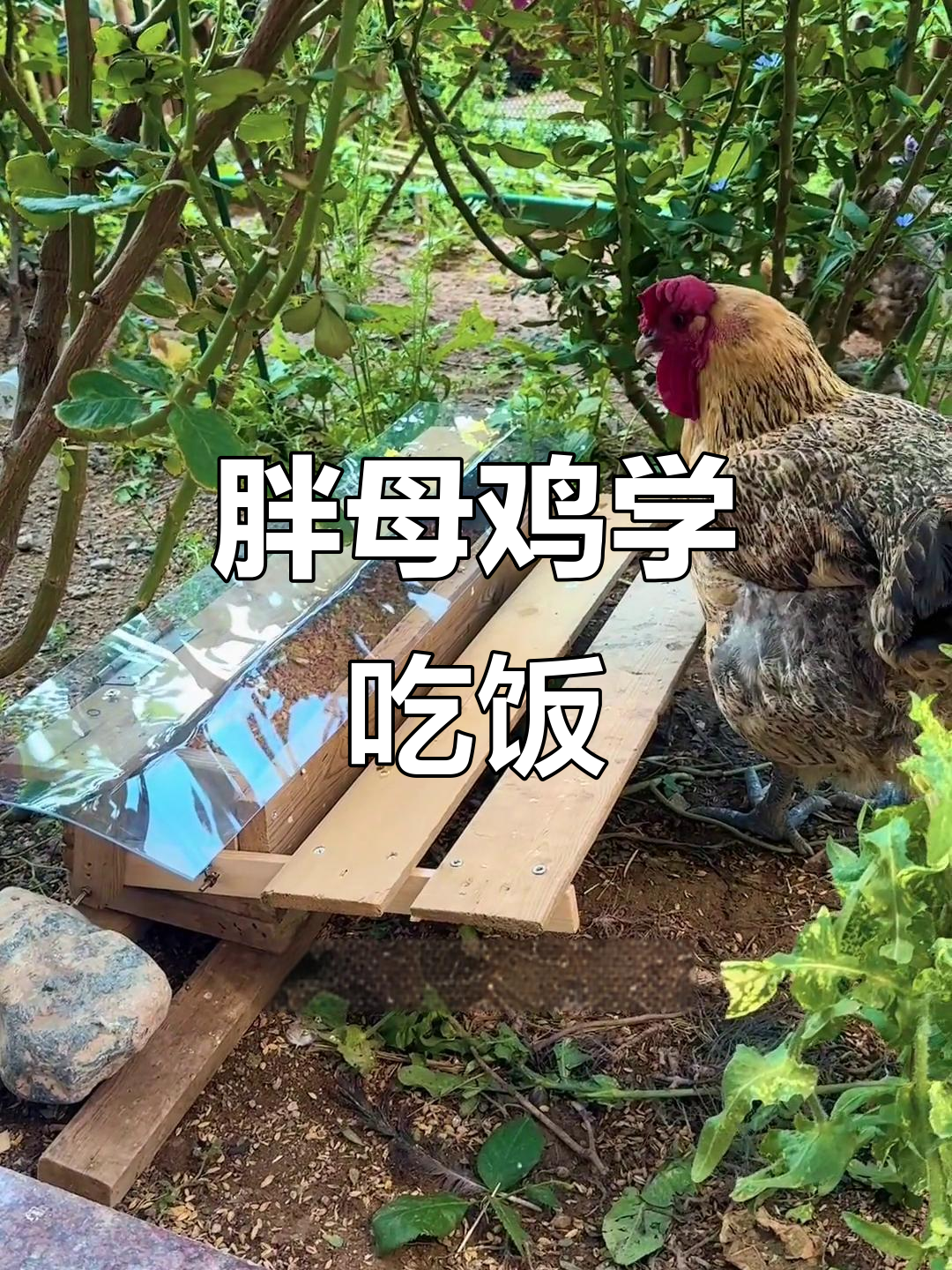 胖母鸡学会吃饭,竟然比其他鸡还快!