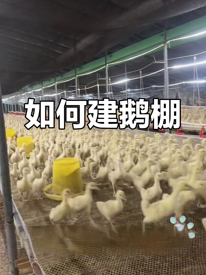 鹅棚搭建全攻略,简易实用