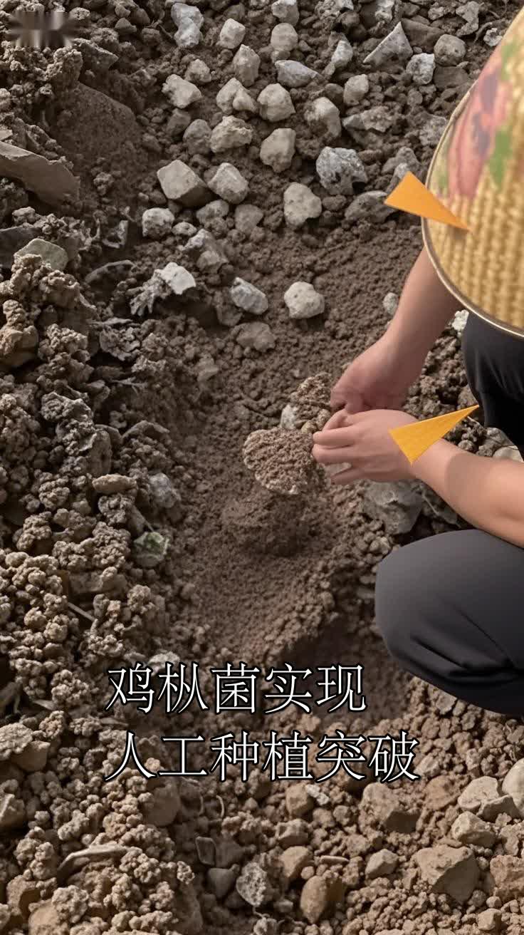 鸡枞菌实现人工种植突破