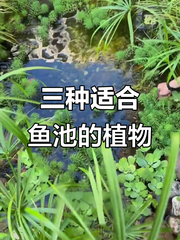 打造鱼池景观,三种植物让你的庭院更美