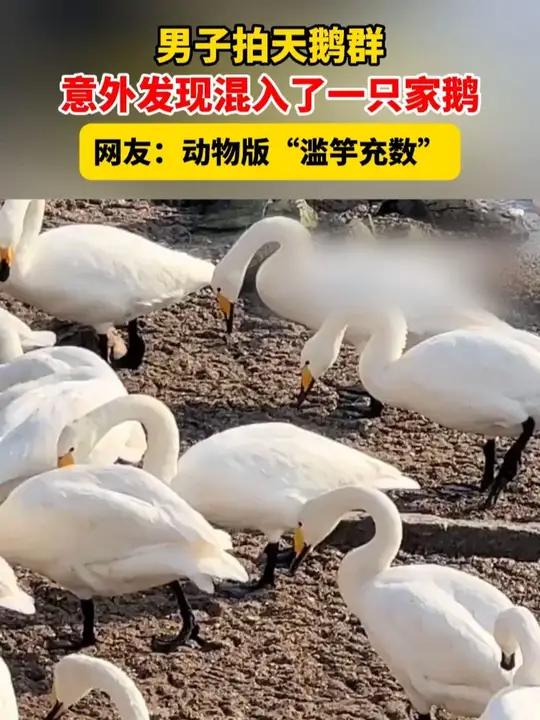男子拍天鹅群，意外发现混入了一只家鹅，网友：动物版“滥竽充数”