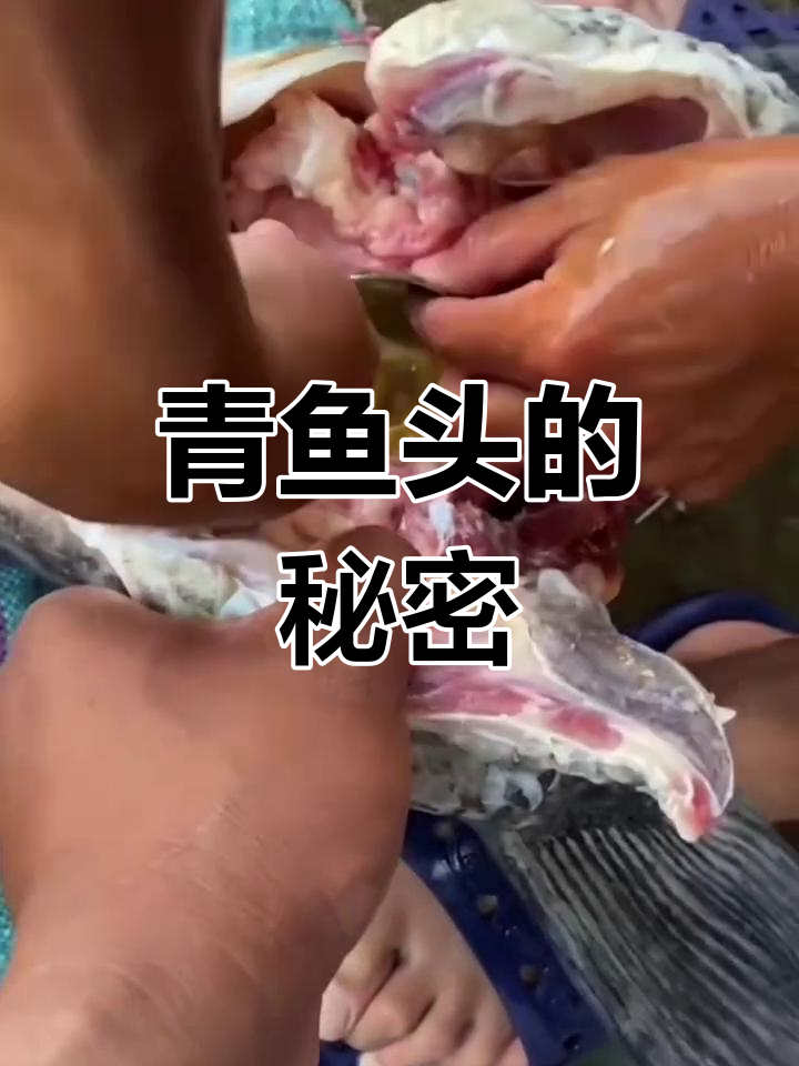 青鱼头里的宝石,竟然能入药!吃之前别忘了取出来