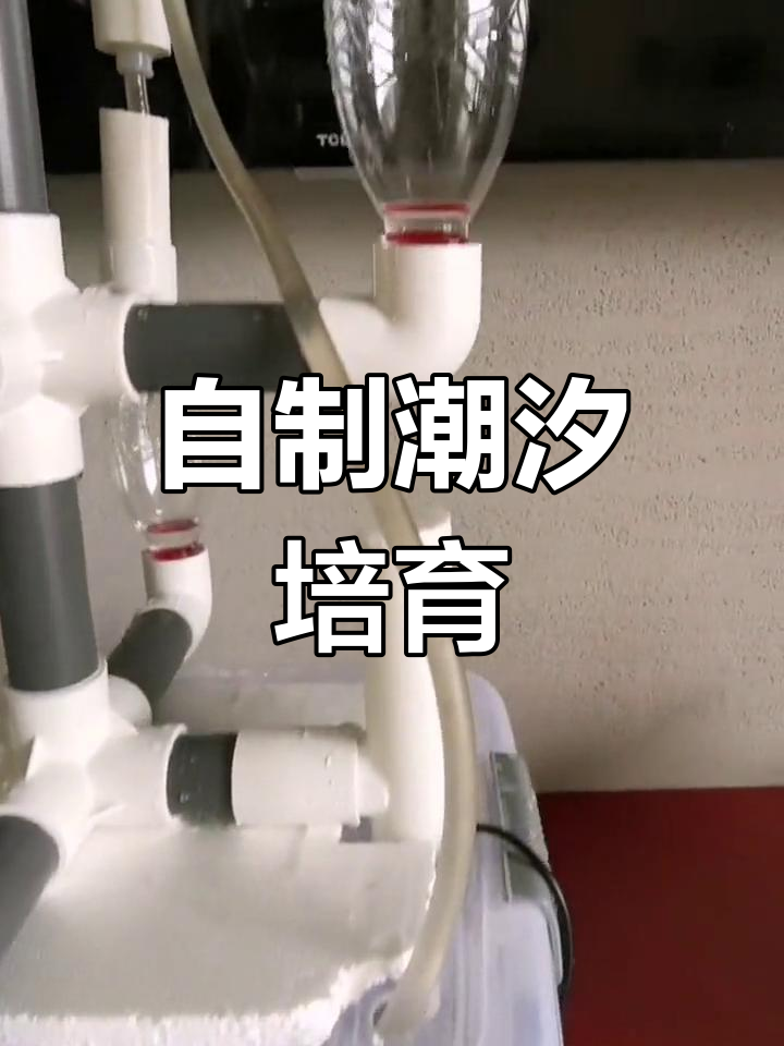 动手做潮汐培育系统,轻松体验鱼菜共生乐趣!