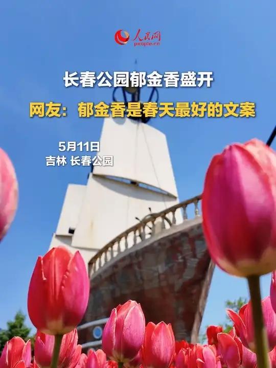 长春公园郁金香盛开,网友:郁金香是春天最好的文案#长春公园郁金香开花了