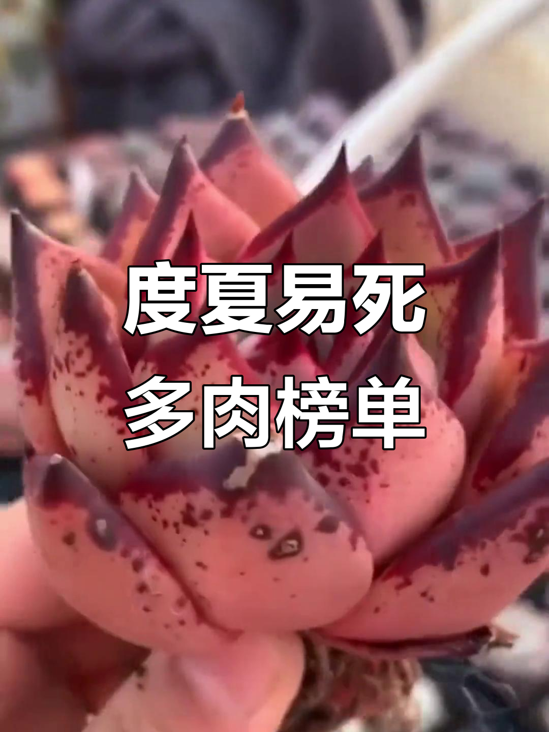 夏季高温下最容易死亡的多肉品种,看看你养的是否在列