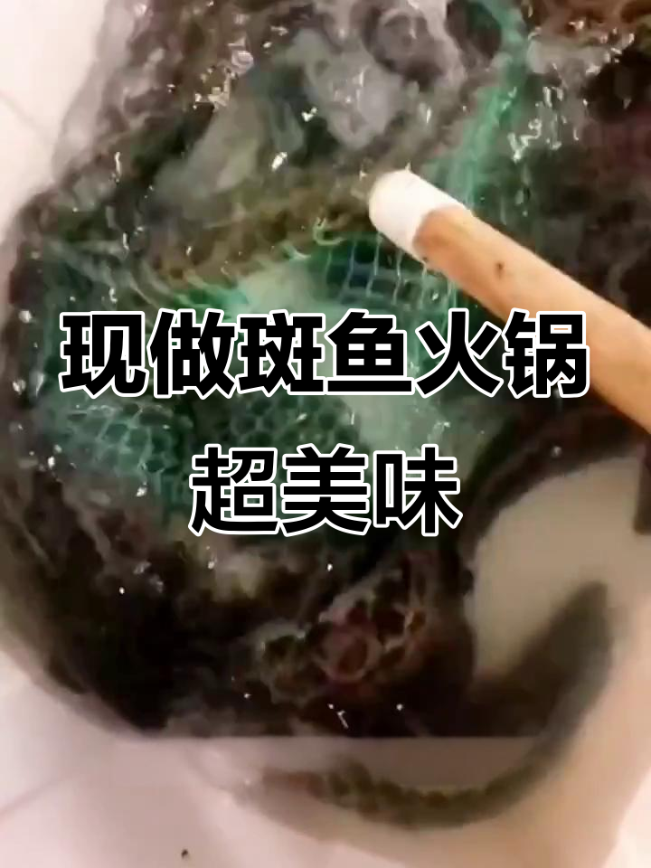 烟台斑鱼火锅的秘密:鲜美汤底与现杀生鱼的完美搭配