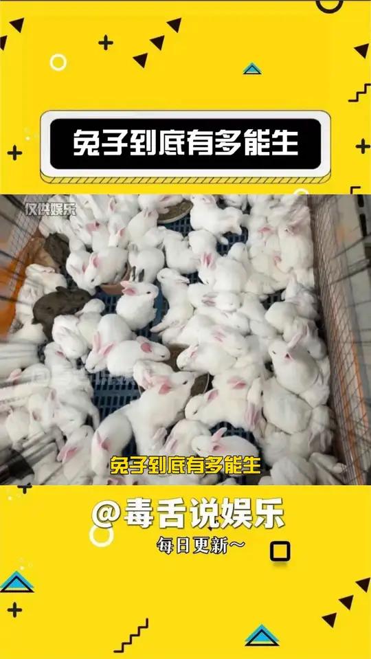 兔子怎么这么能生啊!
