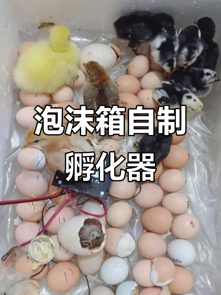用泡沫箱打造家庭孵化机,轻松孵出健康小鸡
