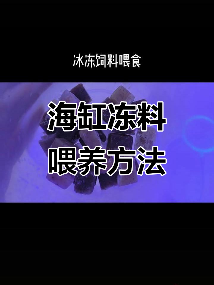 冰冻饲料喂食技巧，丰年虾、磷虾与糠虾的正确搭配