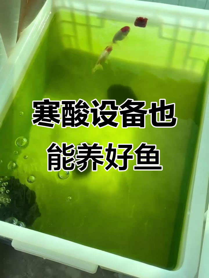 用简易设备养好宫廷鹅头红金鱼,新手必看技巧