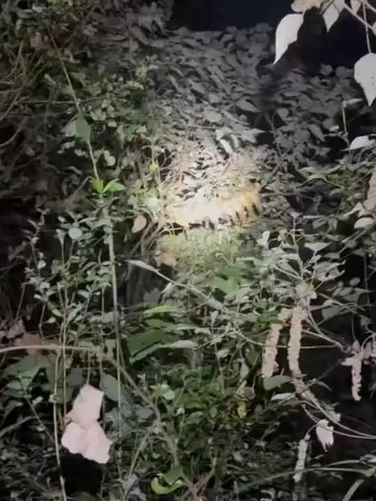 十只竹鸡,竹鸡是三有保护动物,大家不要去捕捉伤害
