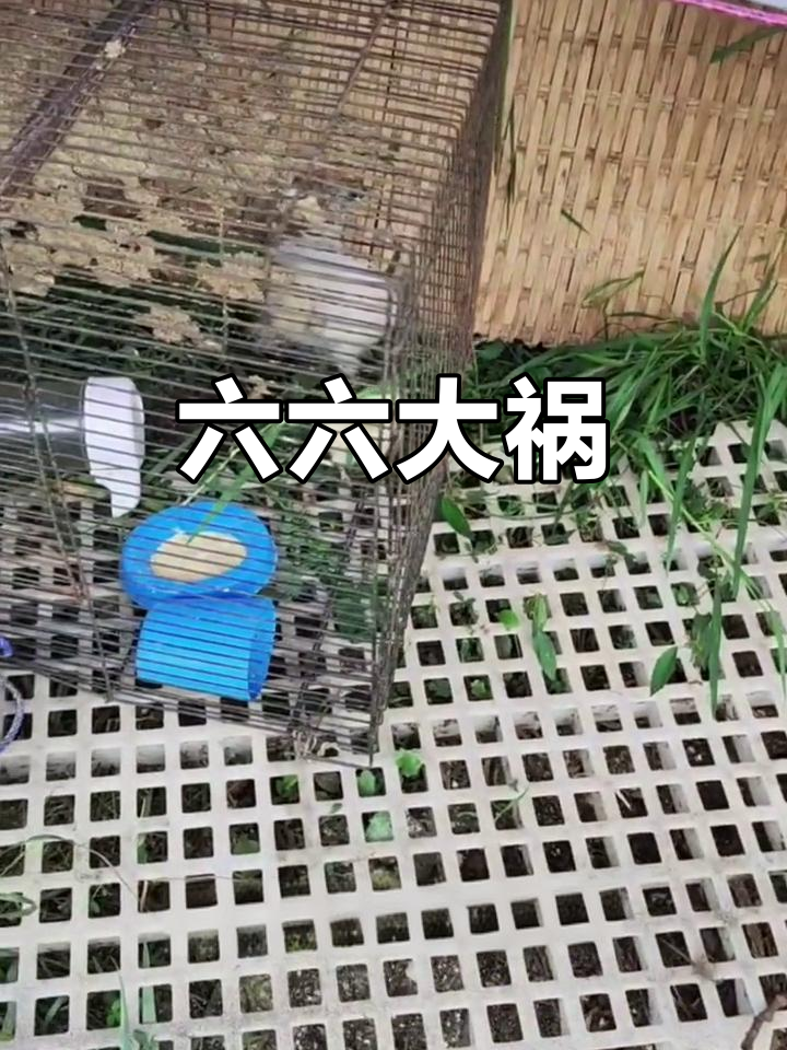 孵化的乌鸡惨遭六六袭击,七只死亡,尸体消失无踪