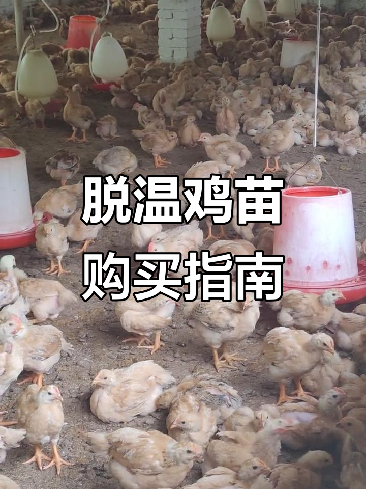 脱温鸡苗价格与抓捕方式揭秘,本地自提更划算