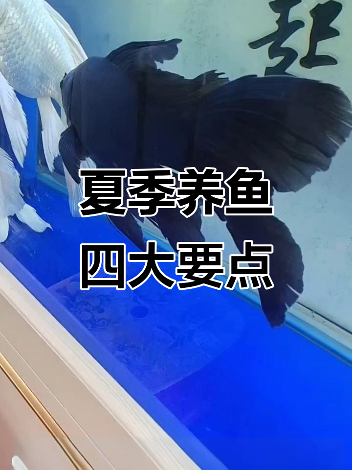 夏季养鱼注意事项:水质管理、喂食技巧与降温方法
