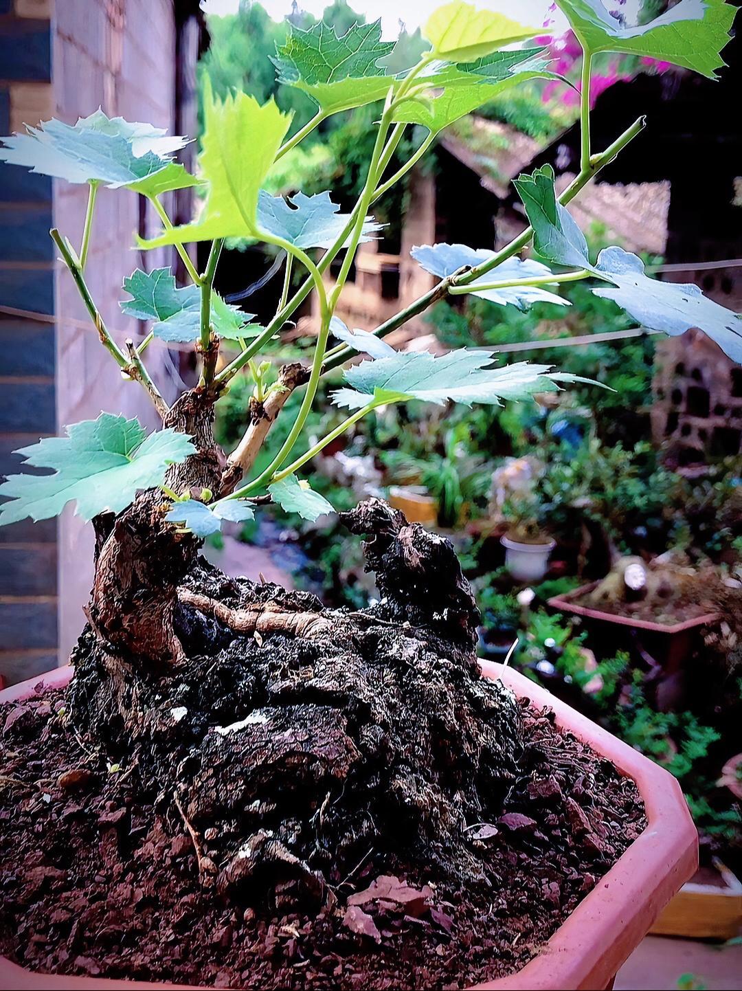 鸭掌木,学名岩桑,喜生悬崖峭壁之上,因其木质柔韧度好,古人用其木制作弓弩,农民用其木做上等