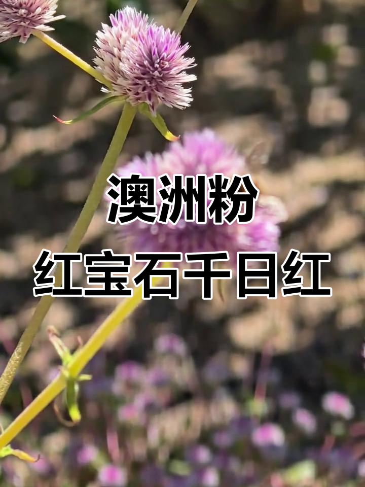 澳大利亚原产千日红,粉色宝石般的美丽花朵