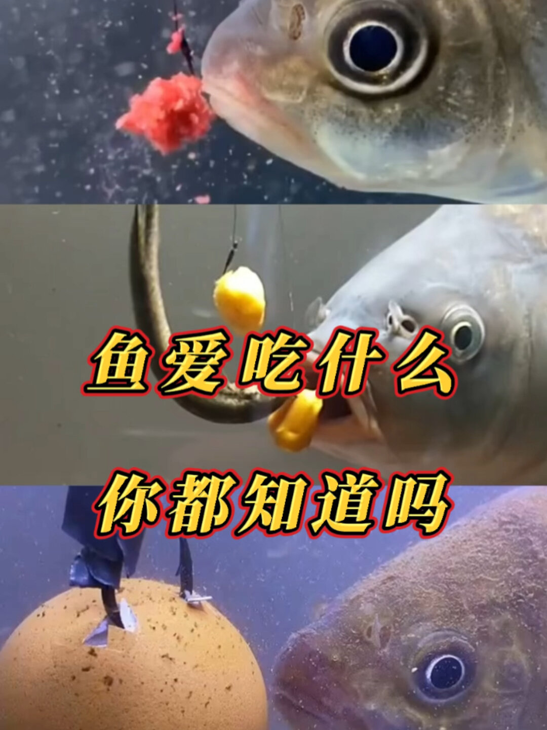 你知道鱼儿喜欢吃什么吗?