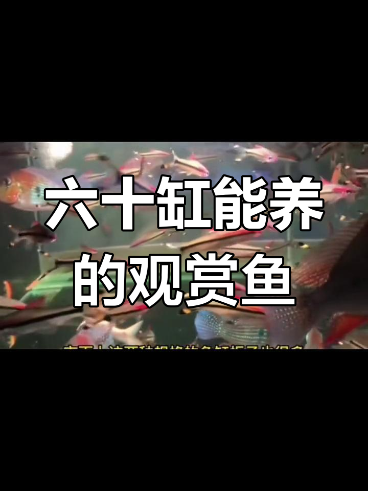 60厘米鱼缸适合养什么?新手必看!