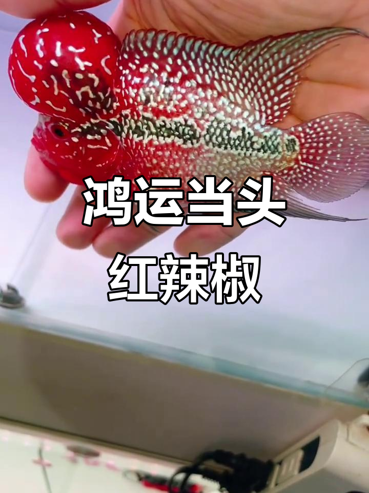 红辣椒鸿运罗汉鱼,好运连连