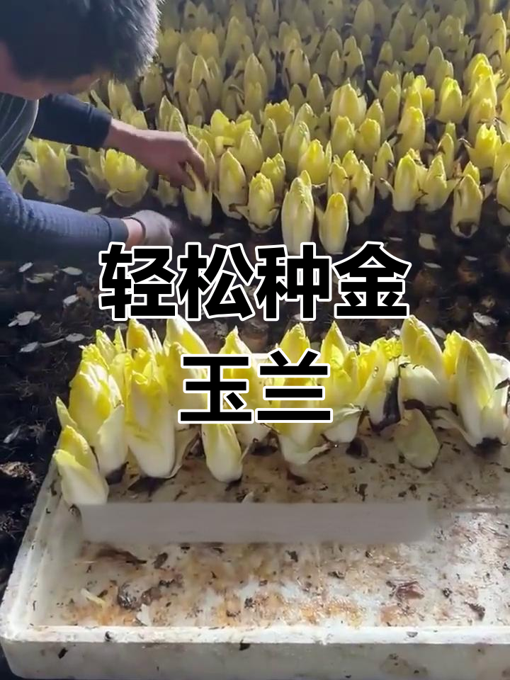 金玉兰根苗种植技巧,简单又高效,一次种下多次采收