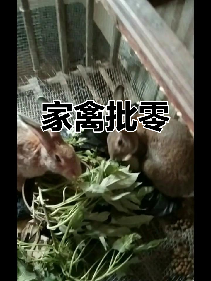批发家禽,零售鸡兔