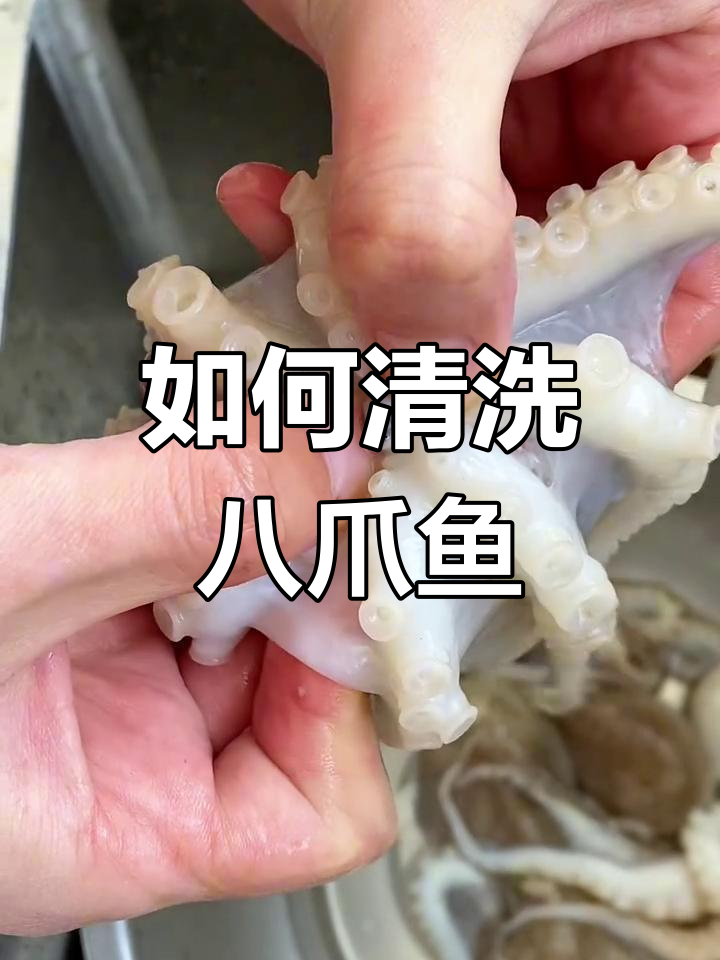 八爪鱼清理全攻略,教你轻松去内脏